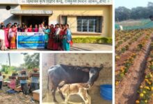 Photo of CCL’s CSR: Multidimensional Achievements Towards Inclusive Development, Social Empowerment, and a Sustainable Future